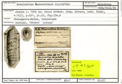 Karteikarte zum Holotyp von Marginulina hochstetteri Stache, 1864